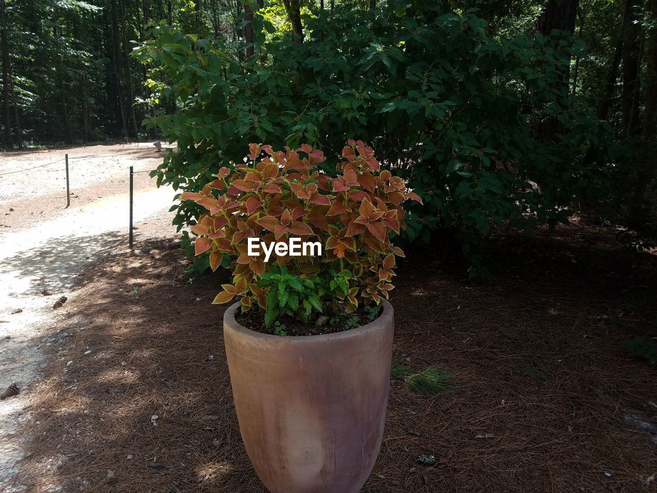 CLOSE-UP OF POTTED PLANTS