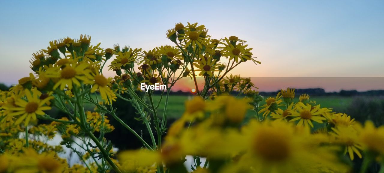 plant, nature, yellow, sky, field, landscape, sunlight, flower, beauty in nature, environment, land, flowering plant, sunset, meadow, growth, rural scene, scenics - nature, freshness, agriculture, prairie, no people, grass, wildflower, crop, tree, food, food and drink, summer, leaf, plant part, green, outdoors, grassland, blue, rapeseed, multi colored, cloud, rural area, sun, tranquility, travel, travel destinations, clear sky, non-urban scene, vibrant color, selective focus, environmental conservation, macro photography, sunflower, tranquil scene, blossom, twilight, springtime, plain, farm, flower head, social issues, tourism, idyllic