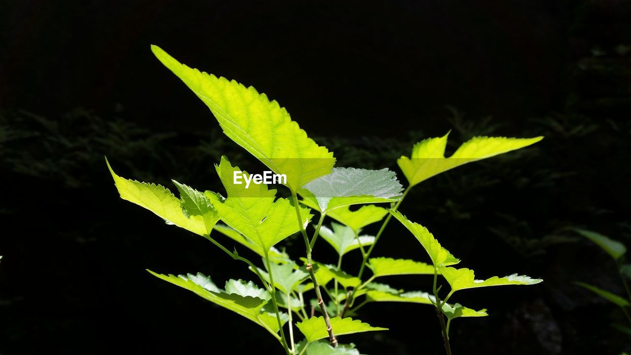 CLOSE-UP OF LEAVES ON PLANT