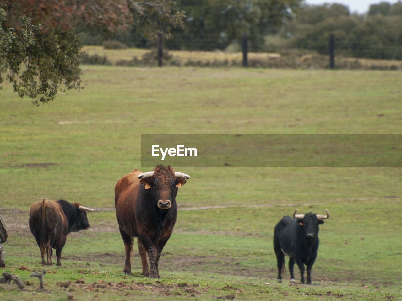 COWS ON GRASSY FIELD