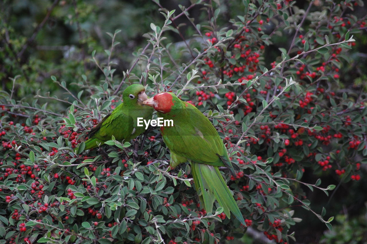 Close-up of parrots on tree