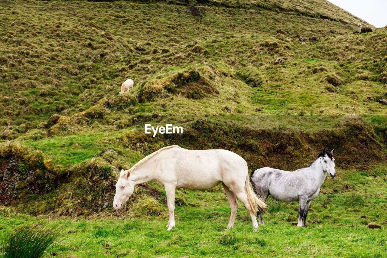 Horses in a field