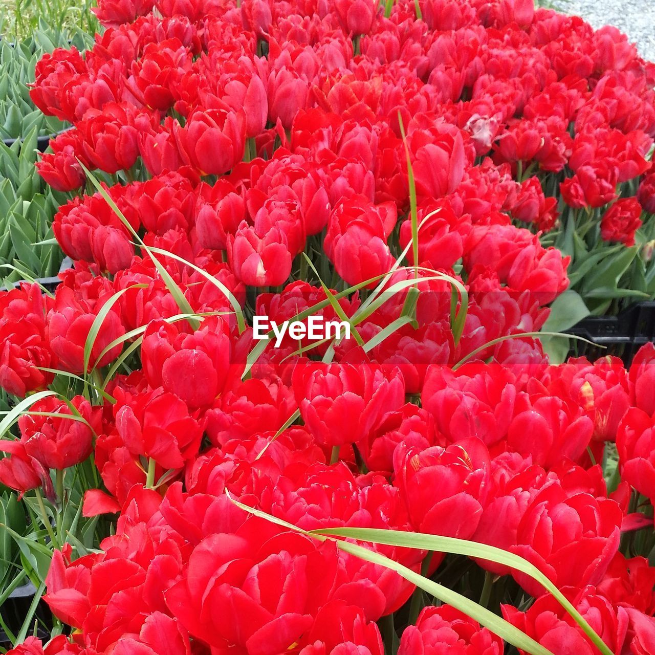 CLOSE-UP OF RED FLOWERS BLOOMING