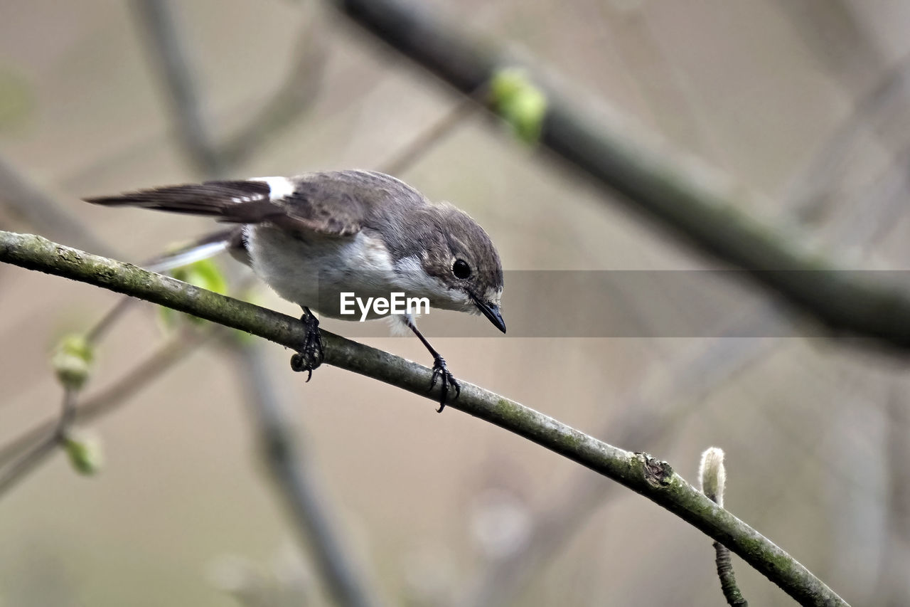 CLOSE-UP OF BIRD PERCHING ON TREE