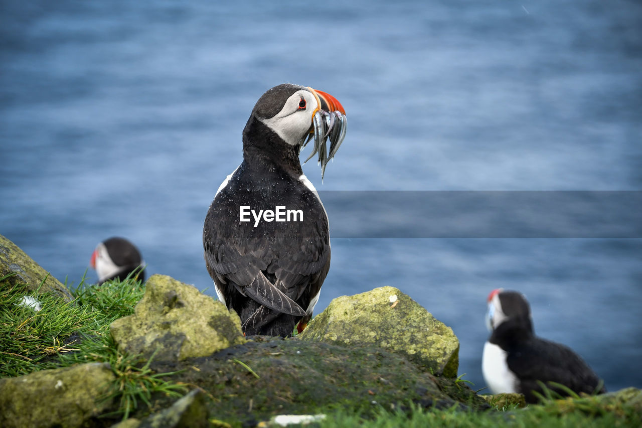 Puffin with beak full of fish