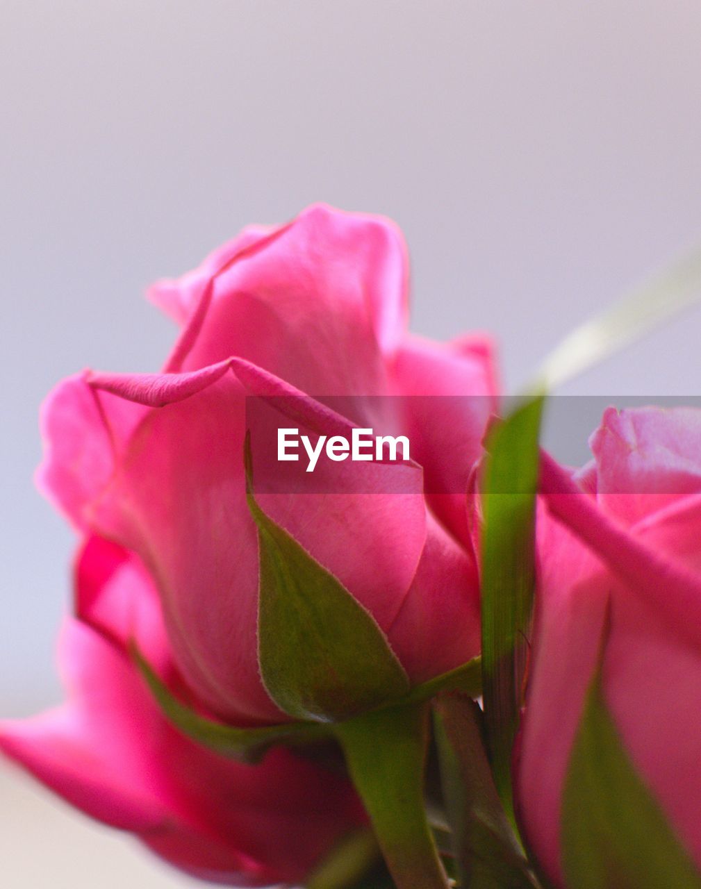 CLOSE-UP OF PINK ROSE OUTDOORS