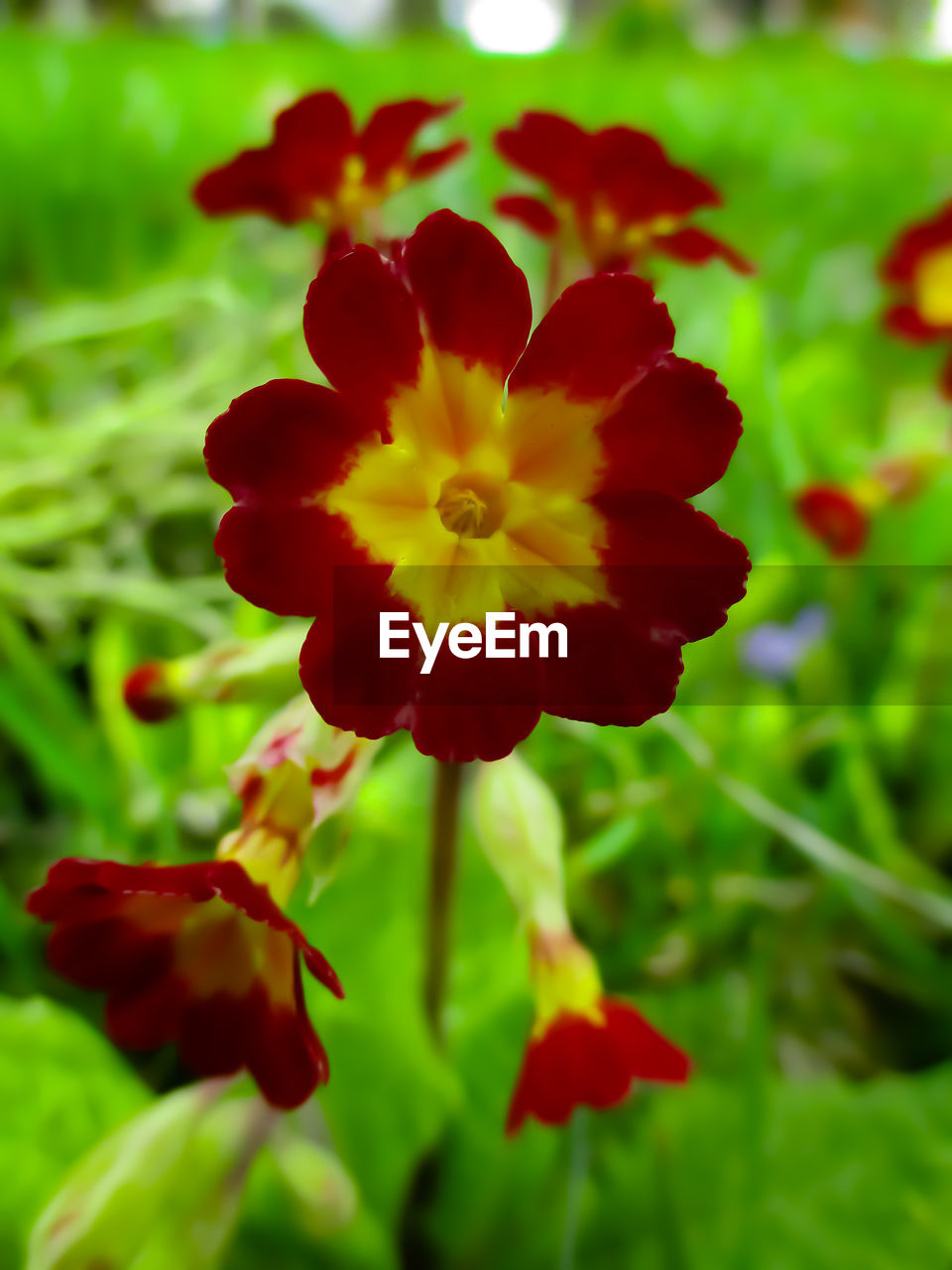 CLOSE-UP OF RED FLOWER