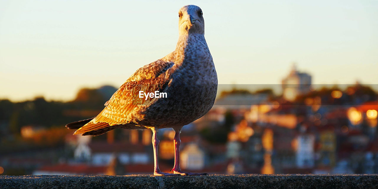 BIRD PERCHING ON RETAINING WALL AGAINST SKY