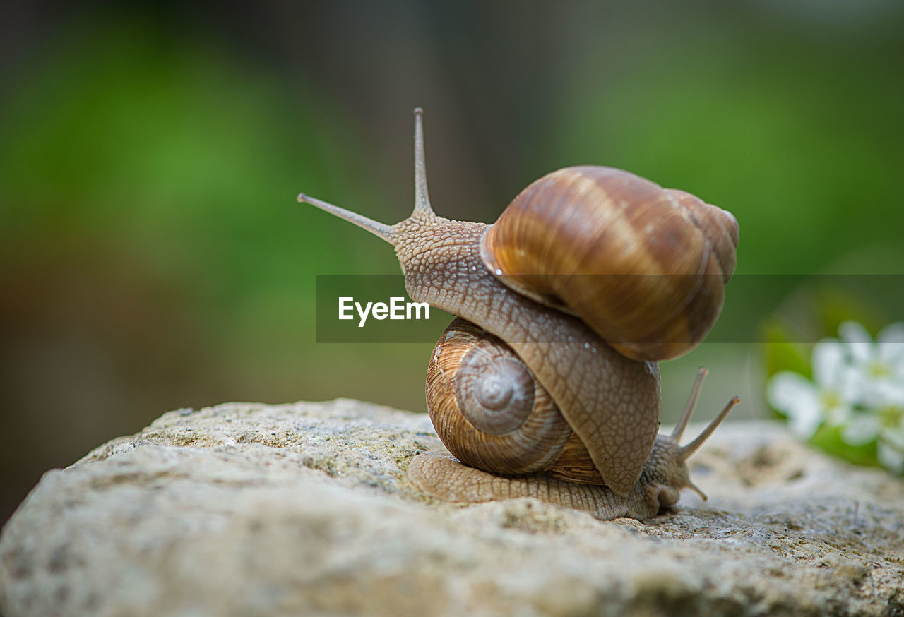 Close-up of snails on rock