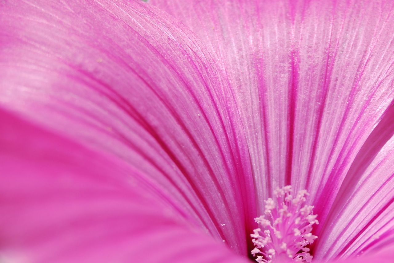 CLOSE-UP OF PINK FLOWERS