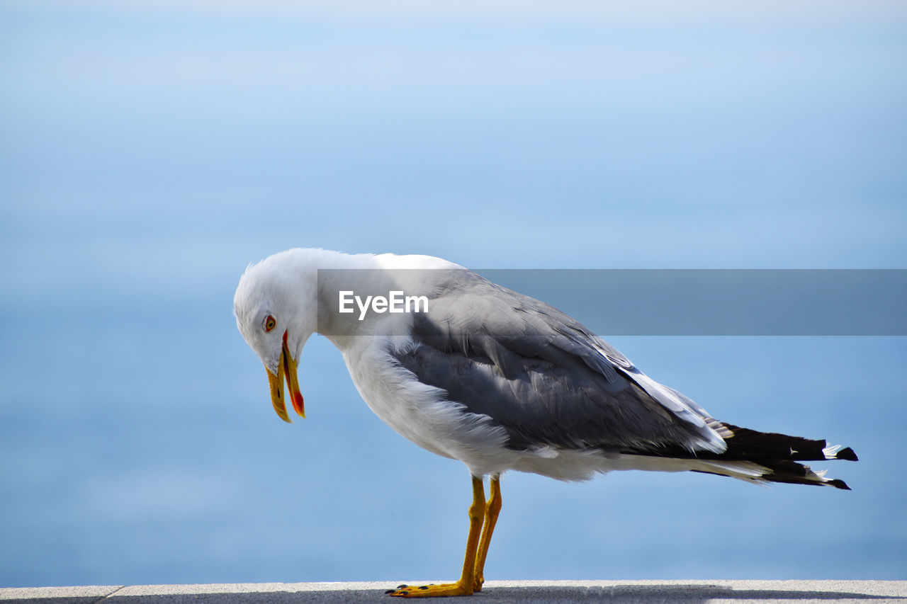 close-up of seagull flying against sky