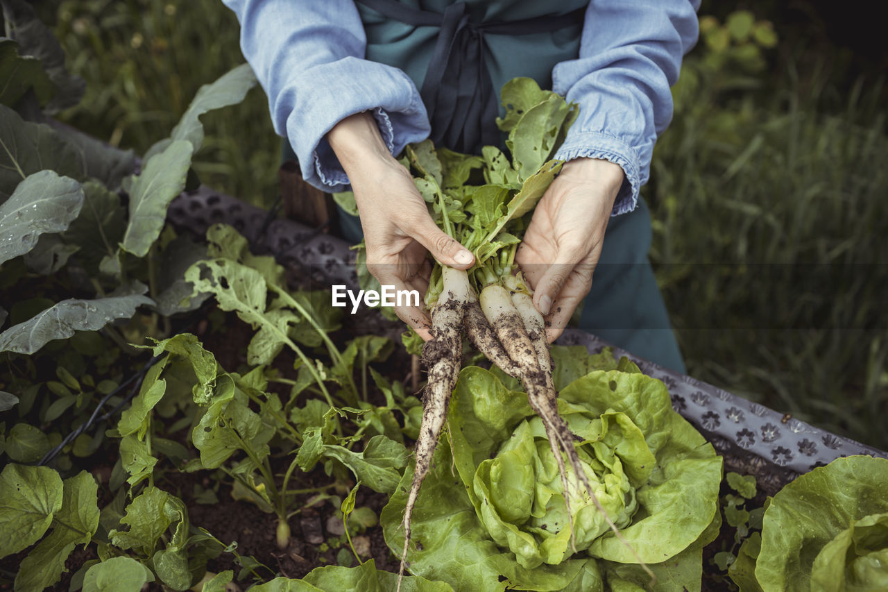 Midsection of farmer holding radish