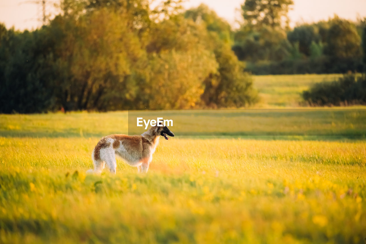 Side view of dog standing on grassy field