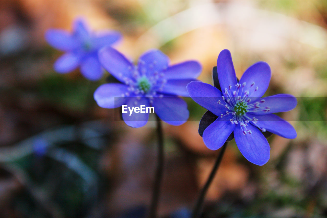 Close-up of purple flowering plant