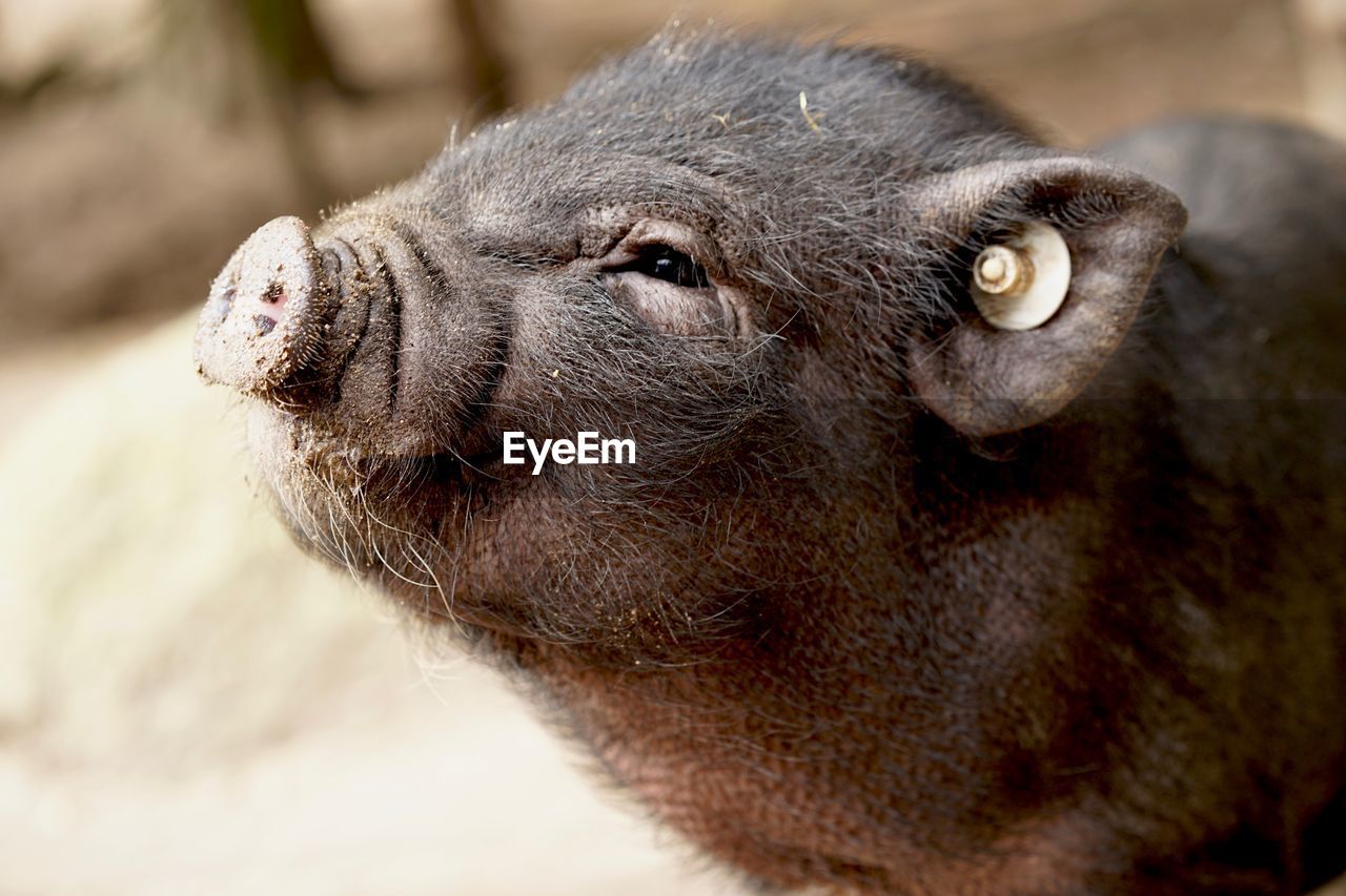 Close-up of pig