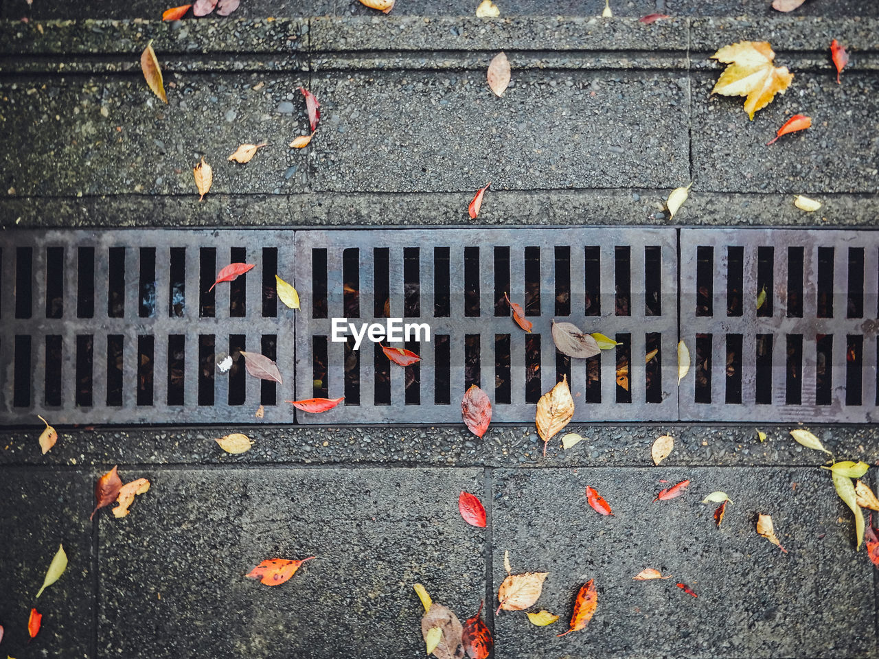 Directly above view of fallen leaves over footpath with metallic sewer lid