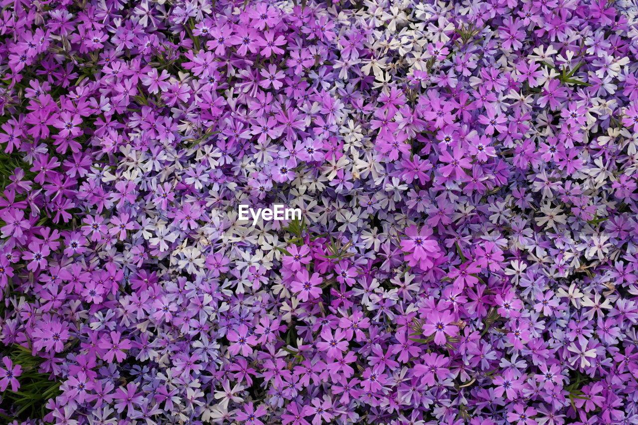 flower, flowering plant, full frame, plant, backgrounds, beauty in nature, freshness, growth, lilac, no people, purple, shrub, fragility, nature, lavender, day, close-up, outdoors, field, herb, pink, abundance, high angle view