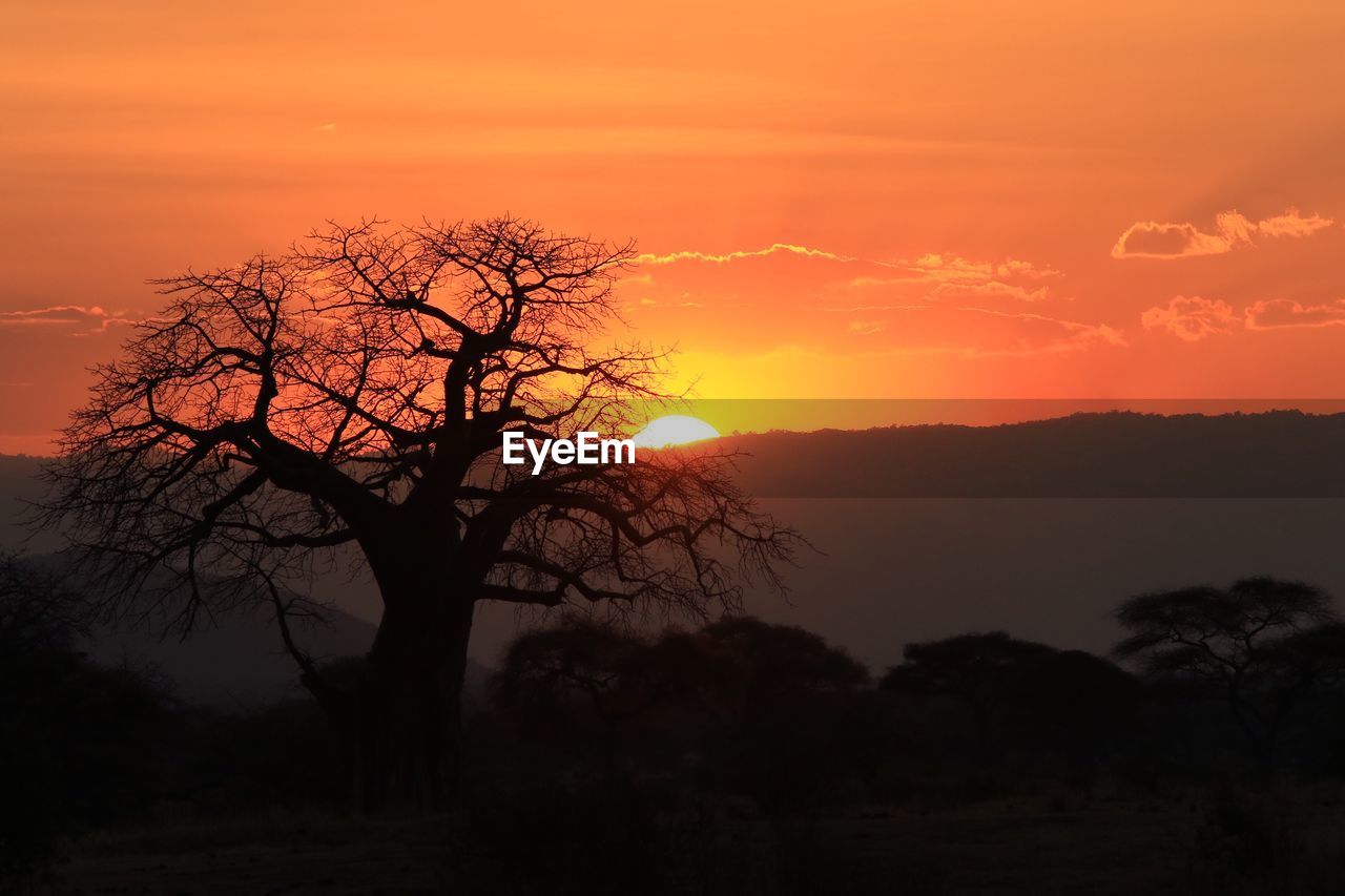 Silhouette bare tree against orange sky