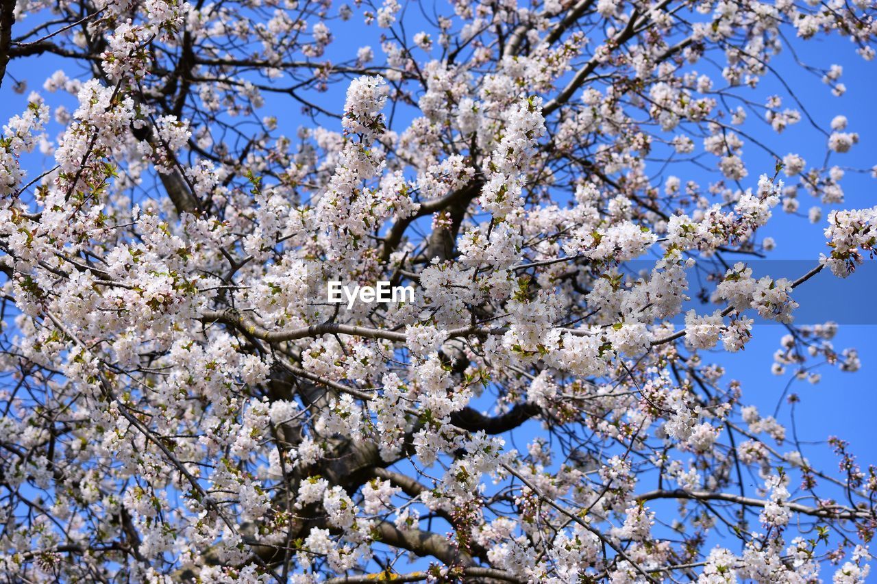 LOW ANGLE VIEW OF CHERRY BLOSSOM AGAINST SKY