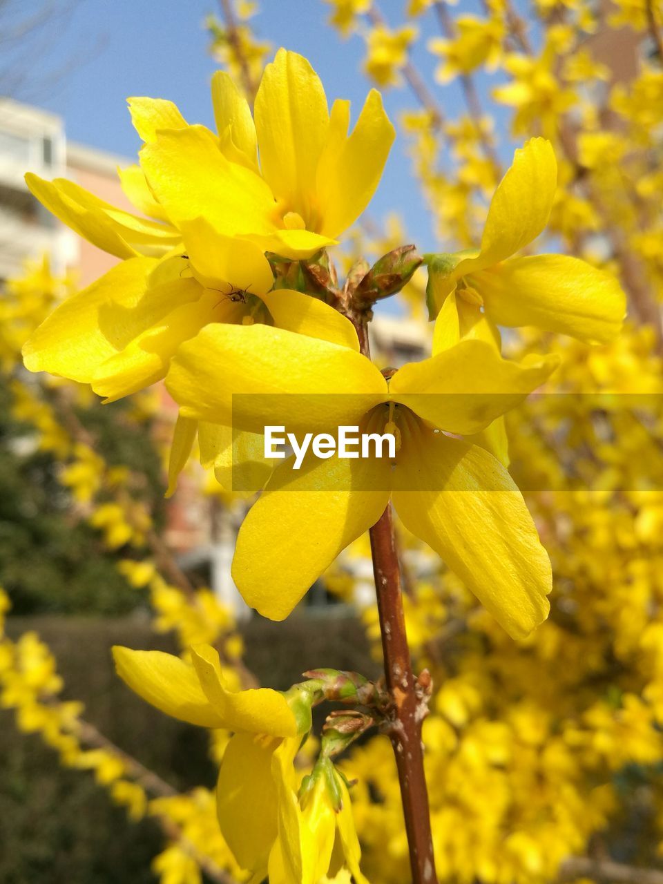 CLOSE UP OF YELLOW FLOWERS