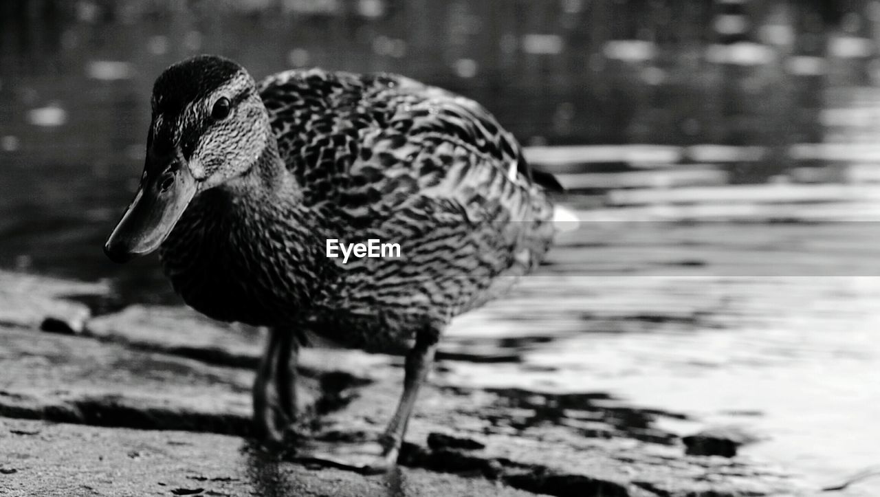 CLOSE-UP OF MALLARD DUCK ON LAKE