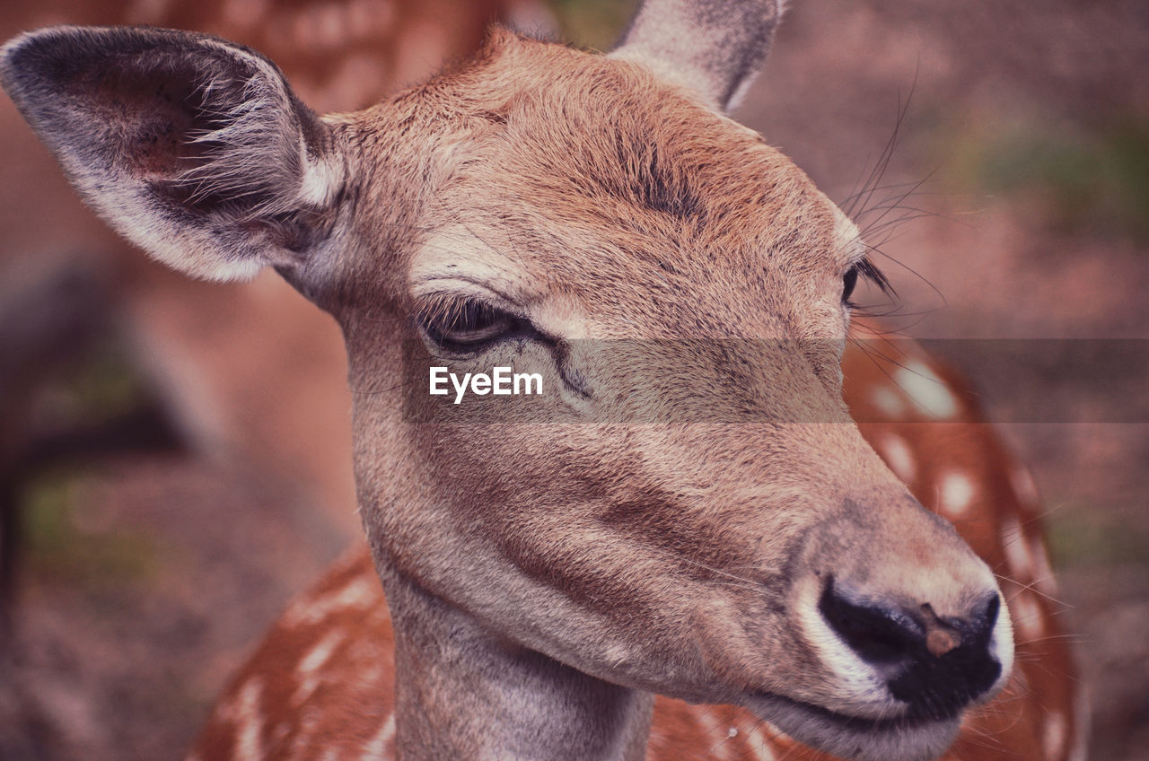 Close-up portrait of bambi 