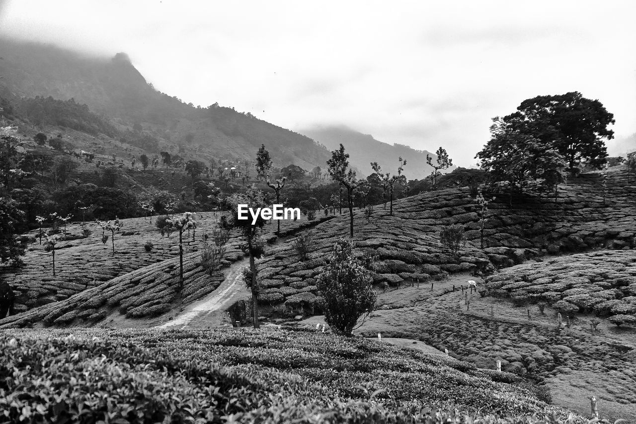 landscape, mountain, environment, land, sky, scenics - nature, nature, plant, black and white, tree, monochrome photography, monochrome, beauty in nature, rock, cloud, no people, mountain range, tranquility, rural scene, travel, tranquil scene, non-urban scene, outdoors, travel destinations, pinaceae, rural area, day, forest, tourism, coniferous tree