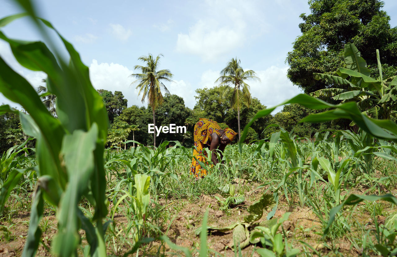 Farmers harvesting vegetables at farm against sky