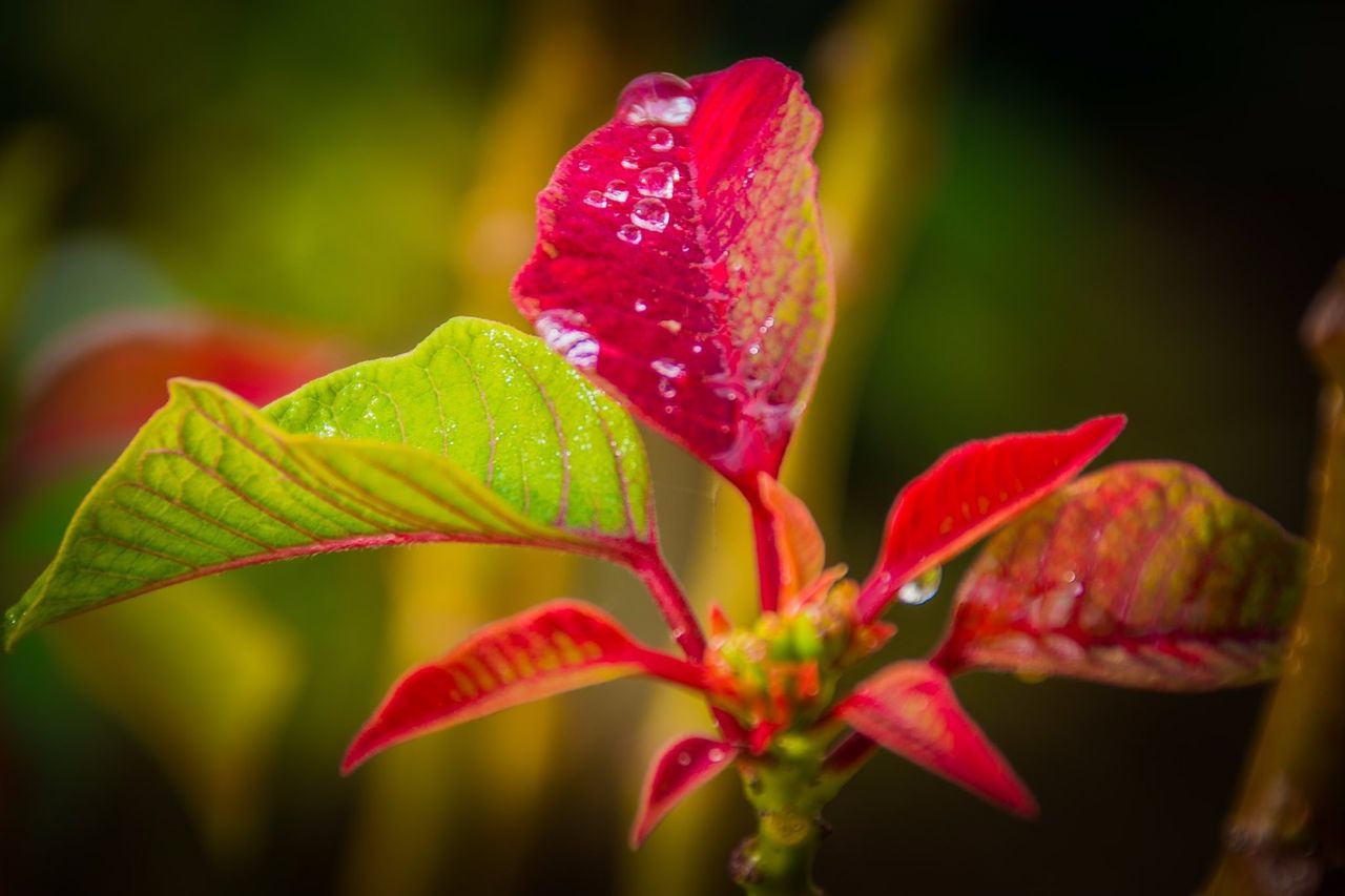 CLOSE-UP OF WET RED FLOWER AGAINST BLURRED BACKGROUND