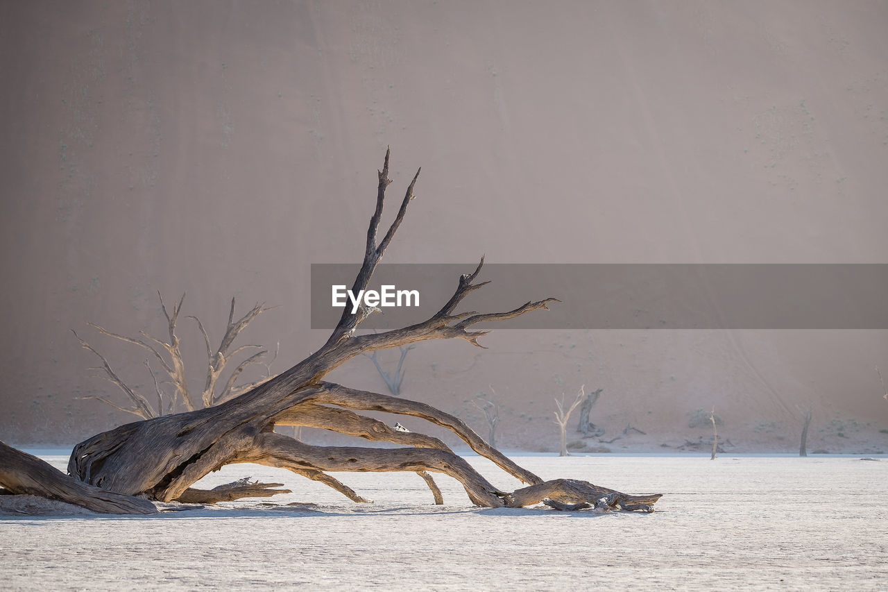 BARE TREE ON SNOW COVERED LAND AGAINST SKY