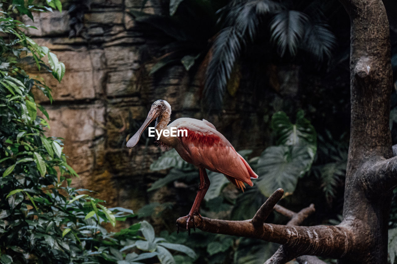 Bird perching on a tree