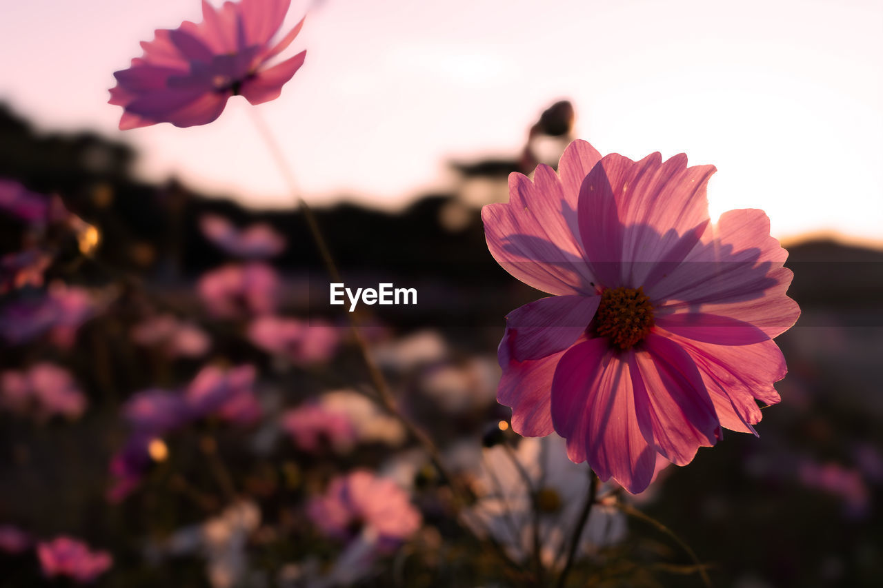 Close-up of pink cosmos flower