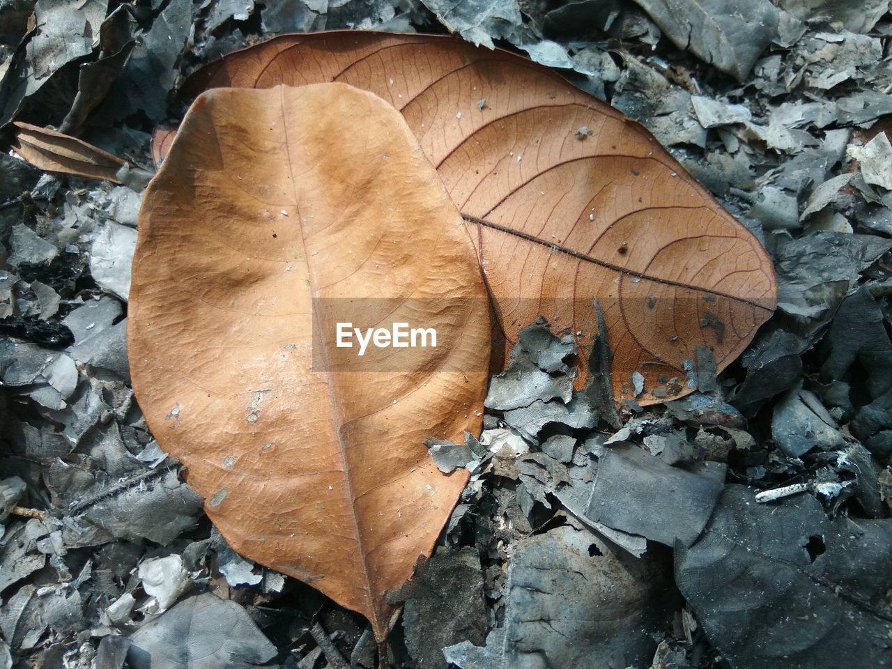 HIGH ANGLE VIEW OF DRY LEAVES ON FIELD