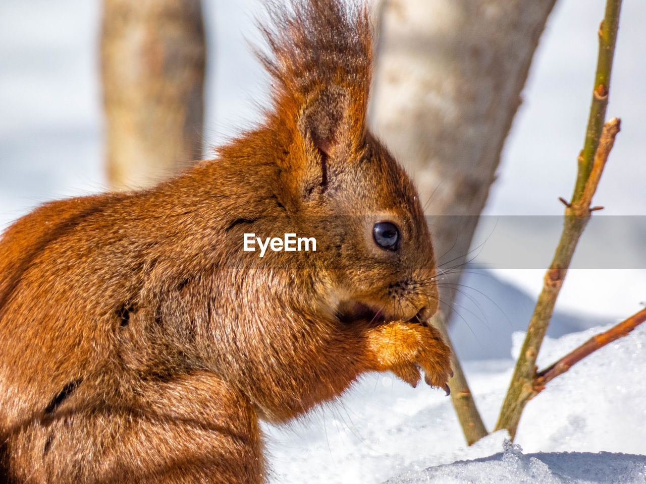 animal, animal themes, animal wildlife, mammal, one animal, wildlife, whiskers, squirrel, snow, nature, winter, rodent, eating, cold temperature, no people, close-up, brown, animal body part, outdoors, tree, food, cute, day