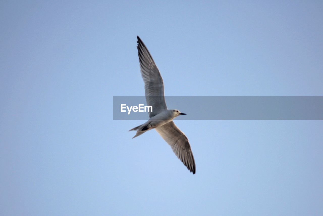 LOW ANGLE VIEW OF SEAGULL FLYING