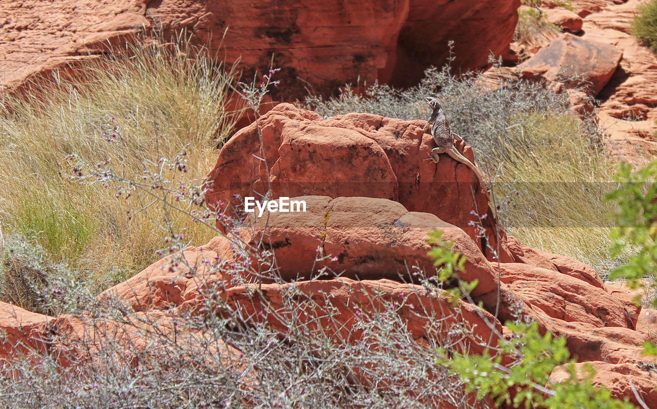 Low angle view of lizard on rocks at desert