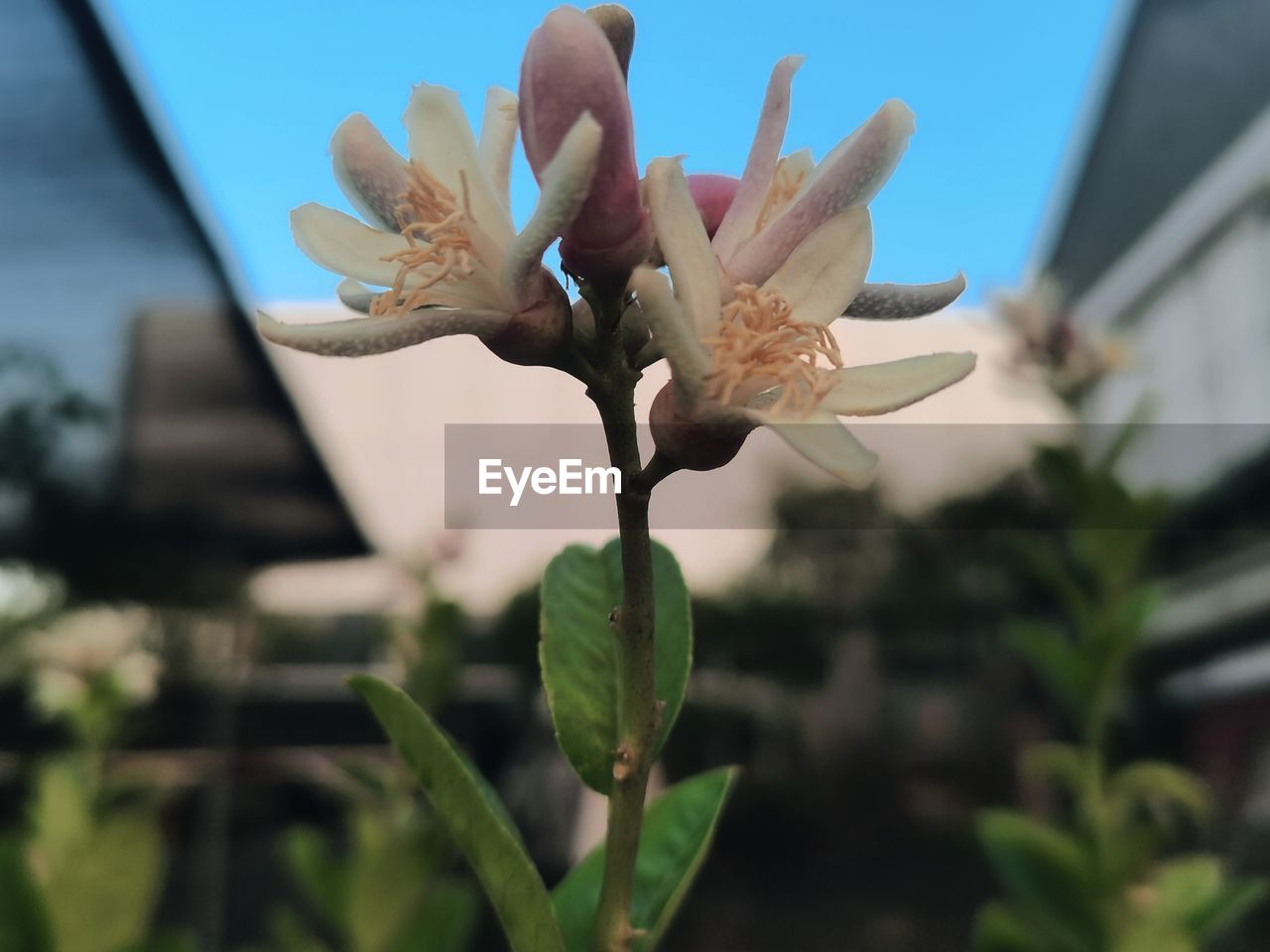 plant, flower, flowering plant, growth, nature, close-up, beauty in nature, freshness, blossom, focus on foreground, fragility, no people, day, tree, shrub, outdoors, sky, petal, flower head, inflorescence, leaf, plant part, architecture, botany, springtime