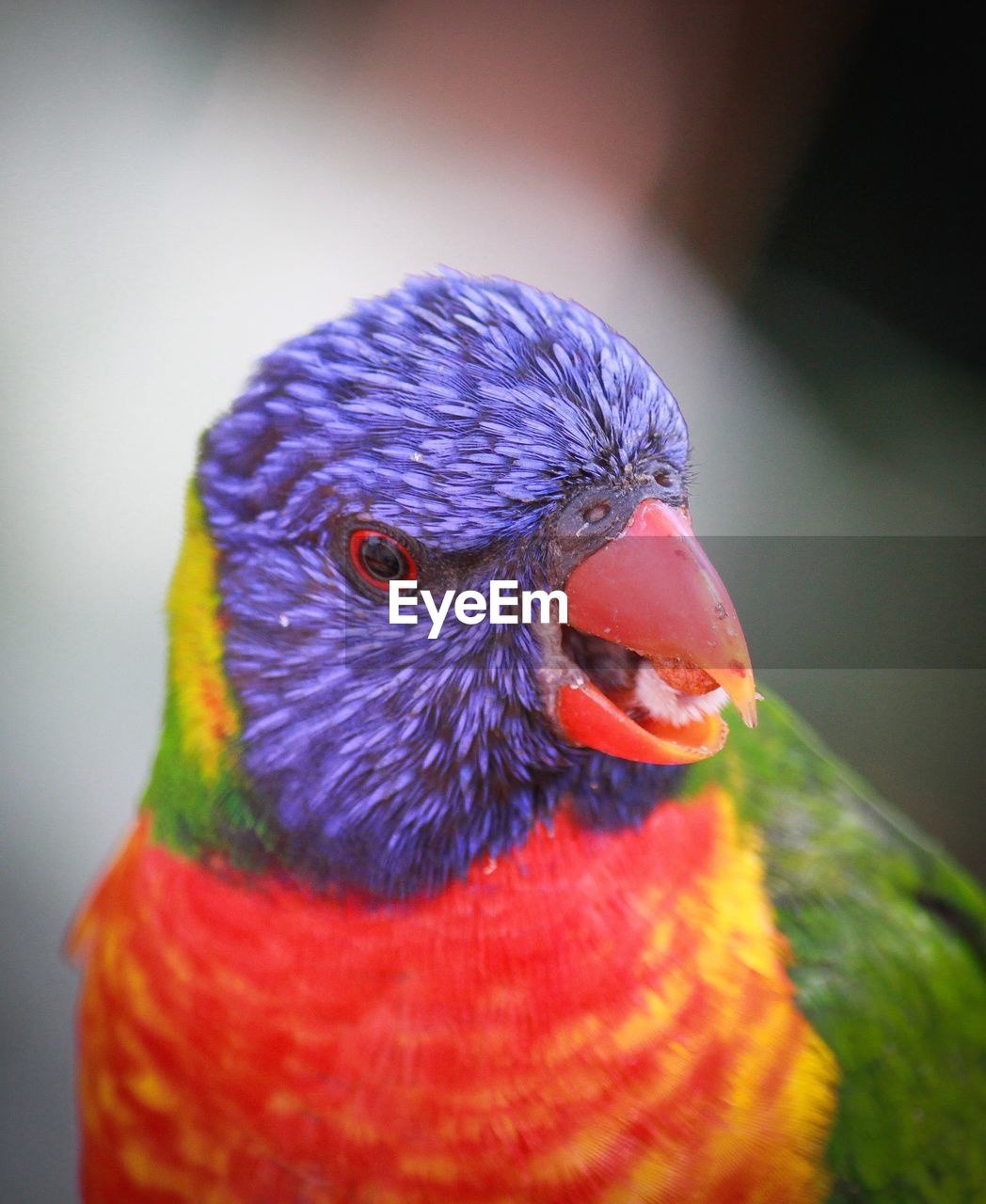 CLOSE-UP OF PEACOCK