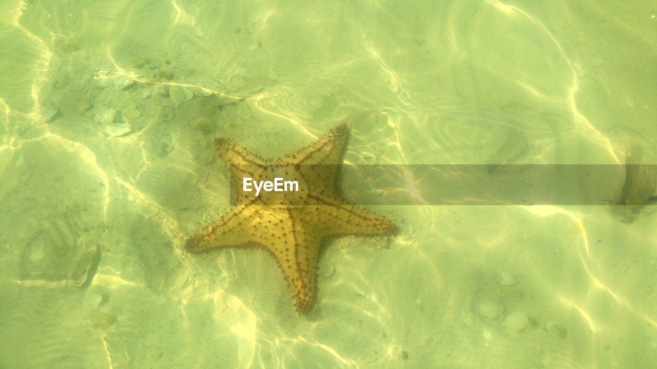 HIGH ANGLE VIEW OF STARFISH ON WATER