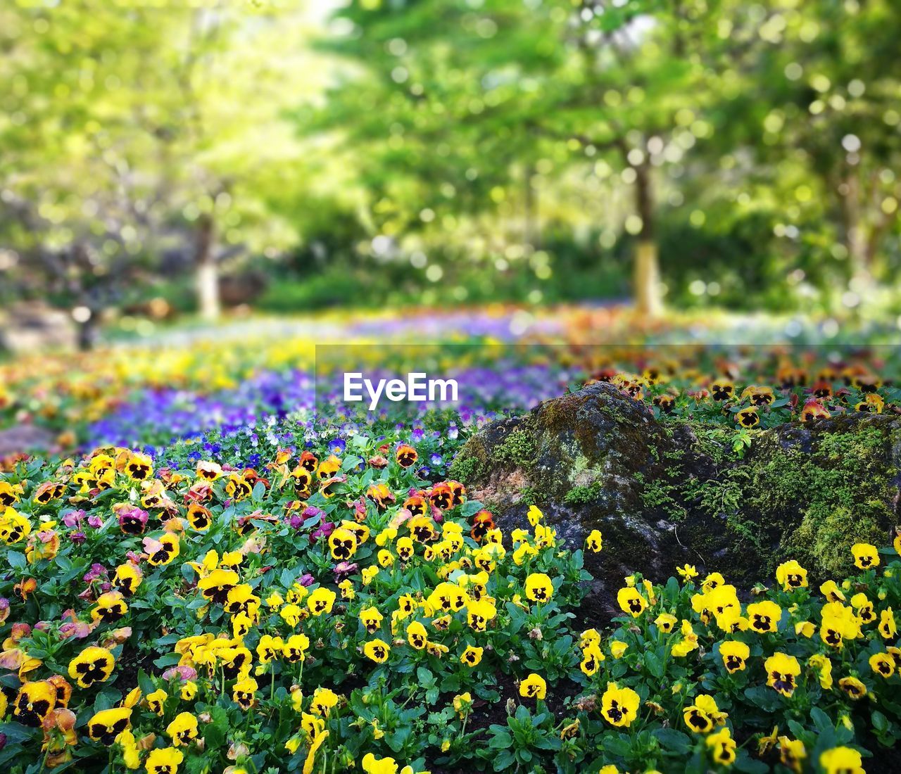 CLOSE-UP OF FLOWERS IN PARK