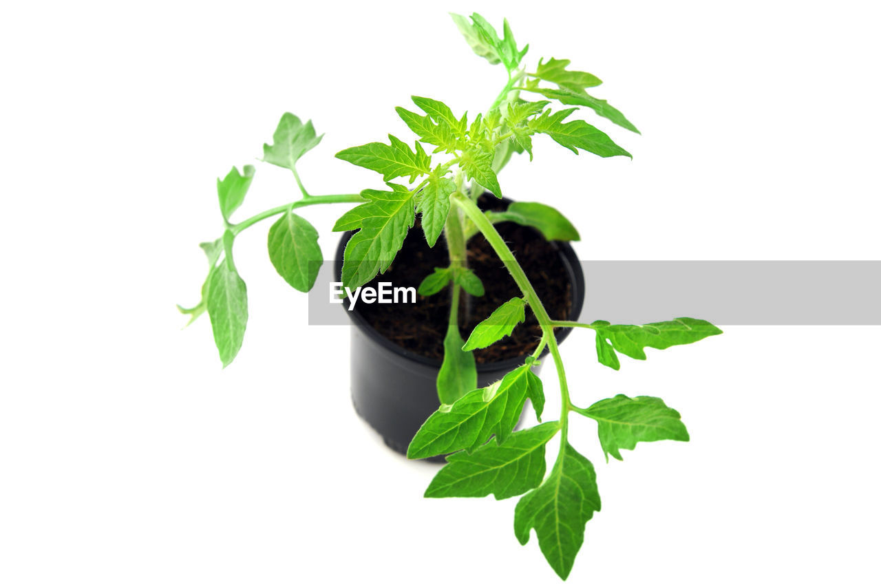 Tomato seedling potted plant against white background