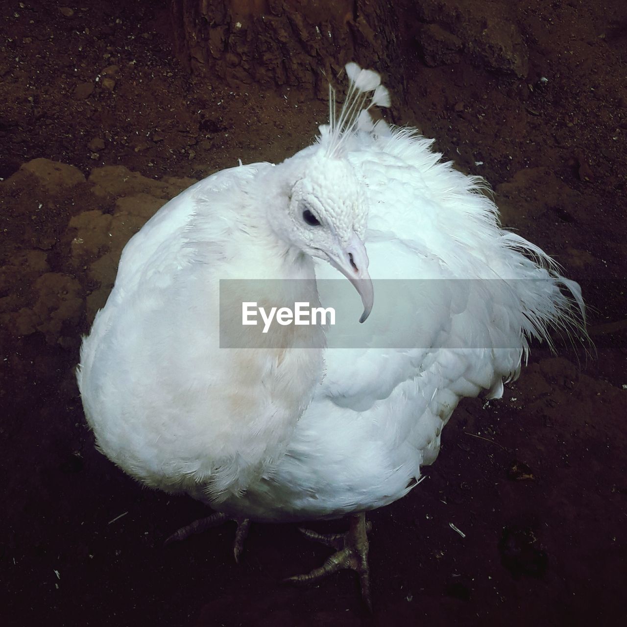 CLOSE-UP OF WHITE DUCK