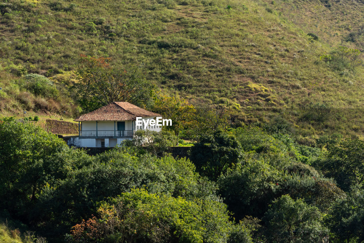 HOUSE AMIDST PLANTS AND TREES