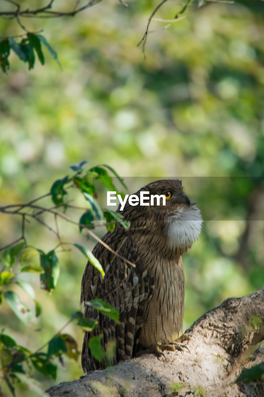 CLOSE-UP OF BIRD PERCHING ON TREE