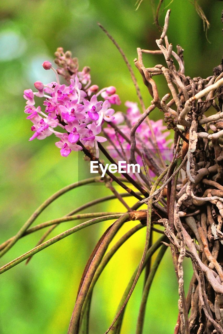 CLOSE-UP OF PINK FLOWERING PLANT AGAINST TREE