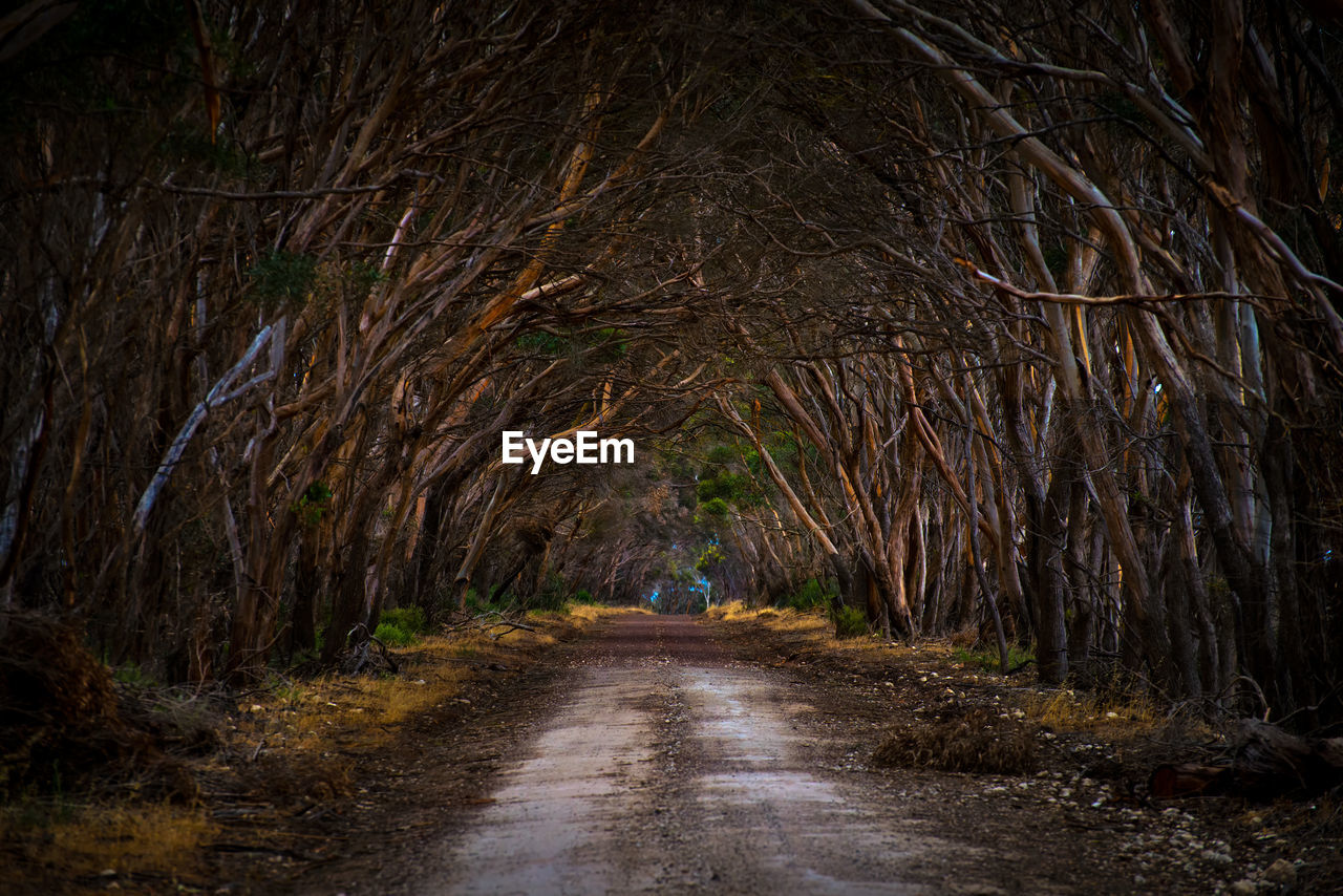 Dirt road amidst trees in forest