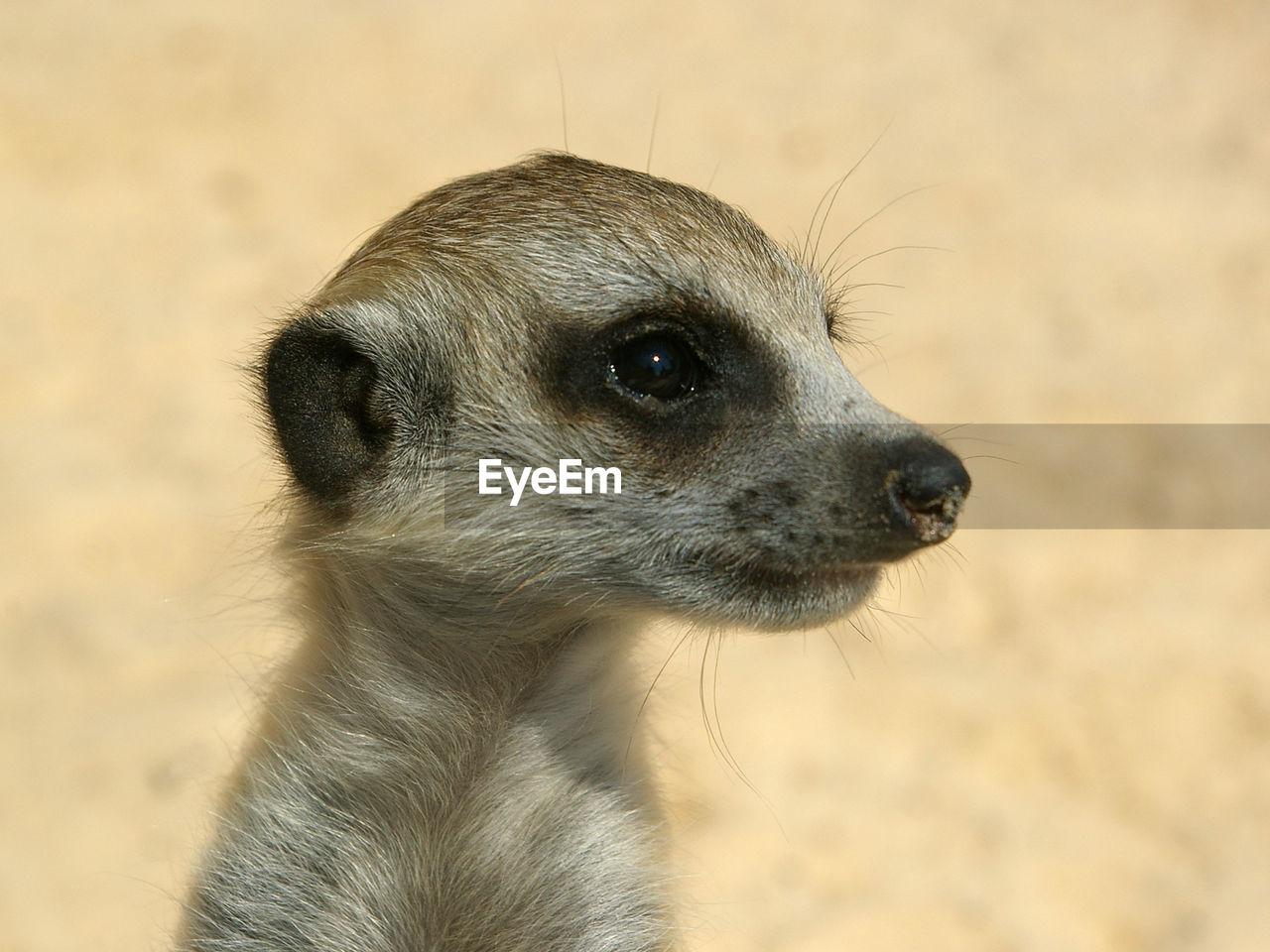 Close-up of meerkat