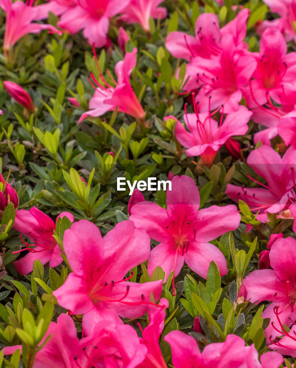 CLOSE-UP OF PINK FLOWERS