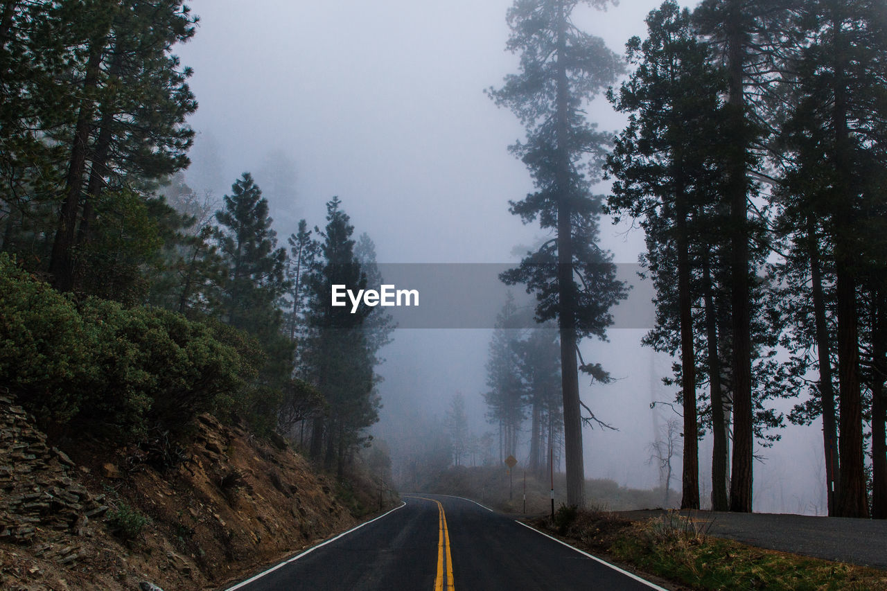 Scenic view of treelined road in fog