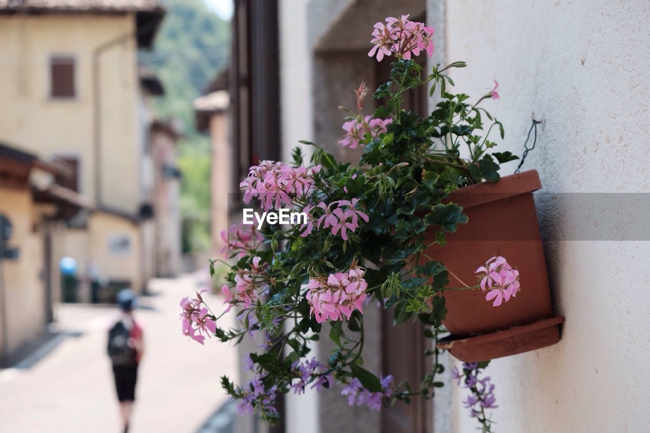 Close-up of flower pot against the wall